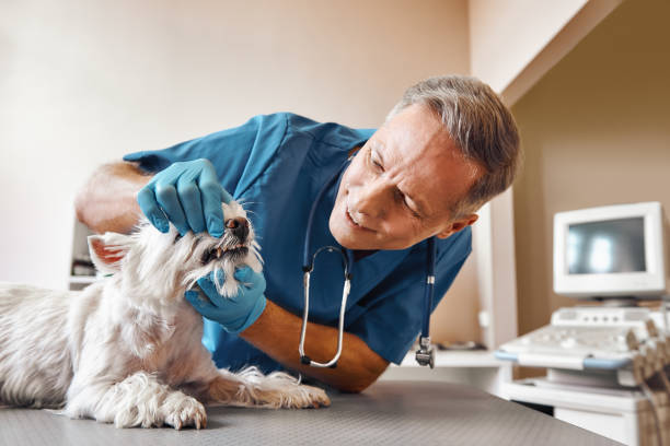 Best Emergency Dental Care for Broken or Chipped Teeth in Granby, MO